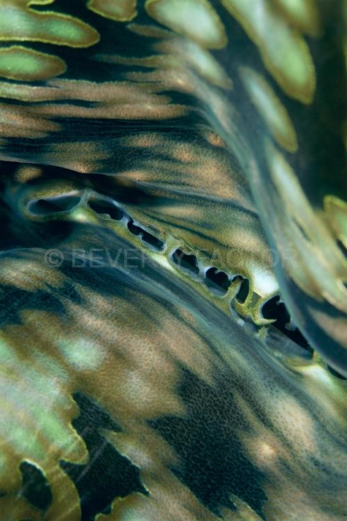 Underwater;Abstract;Seaduction;green;brown;blue;A1;Marble Swirl;Indonesia