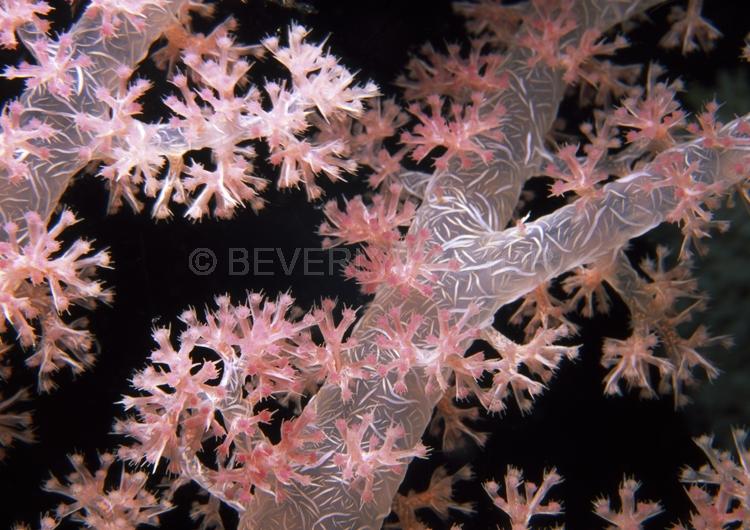DIVING;UNDERWATER;Seaduction;ocean;sea;Abstract;Pink;Black;103. Delicately Pink – Vatu Passage;Fiji