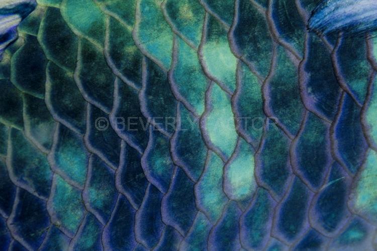 Abstract;Seaduction;Underwater;ocean;sea;Green;Purple;Blue;120A. Ripples – Malaysia