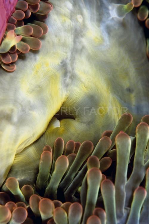 Abstract;Seaduction;Underwater;ocean;sea;White;Yellow;Pink;Green;123. Luscious One – Malaysia