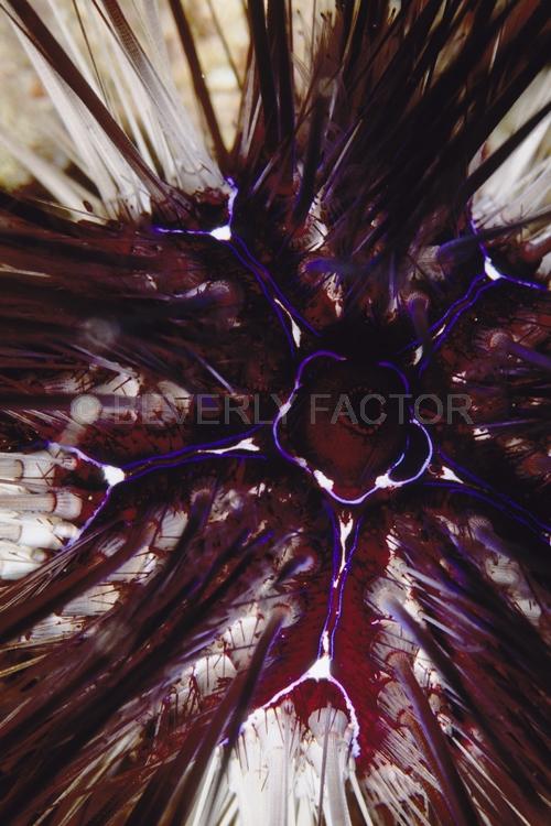 Abstract;Seaduction;Underwater;ocean;sea;Blue;Black;White;Purple;130. Passion Flower – Thailand