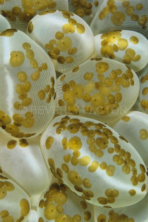DIVING;UNDERWATER;Seaduction;ocean;sea;Abstract;White;Beige;136. Golden Mystery – N. Sulawesi;Indonesia
