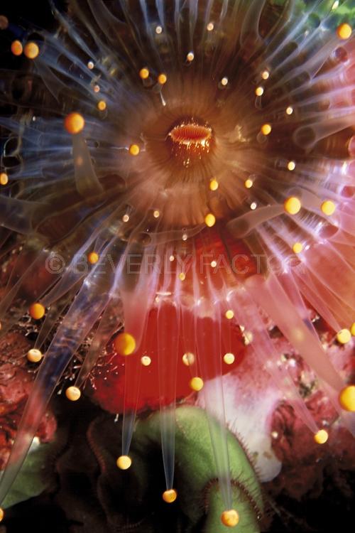 Abstract;Seaduction;Underwater;ocean;sea;Orange;Green;A14.;Fireworks – Nigrel;Jamaica