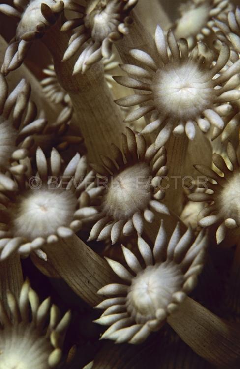 DIVING;UNDERWATER;Seaduction;ocean;sea;Abstract;White;Black;Gray;146. Flowering Calm - N. Sulawesi;Indonesia