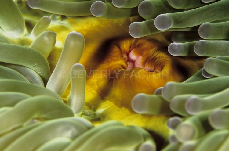 DIVING;UNDERWATER;Seaduction;ocean;sea;Abstract;Green Yellow;Pink;157. Forbidden Pleasure – N. Sulawesi;Indonesia