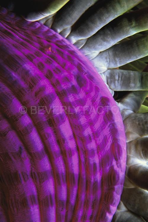 DIVING;UNDERWATER;Seaduction;ocean;sea;Abstract;Purple;A17.;Purple Passion - Indonesia