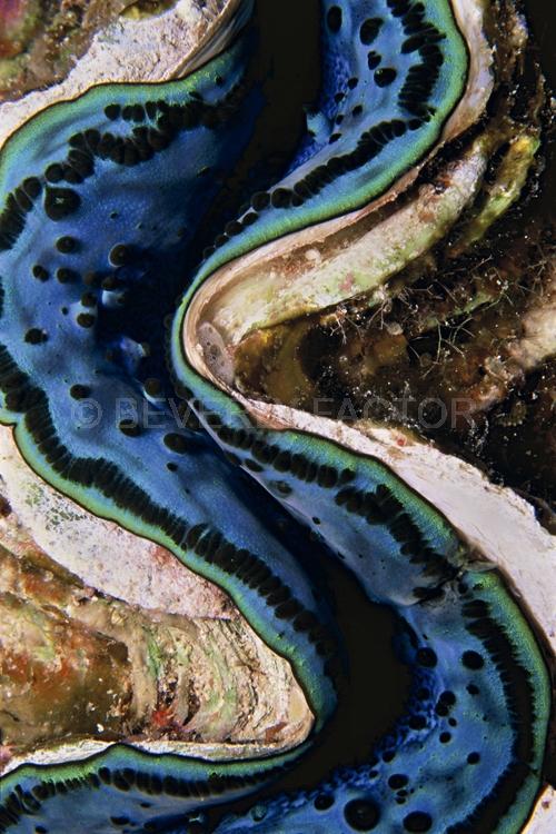 Abstract;Seaduction;Underwater;ocean;sea;Blue;White;A19.;Blue River – Red Sea;Egypt