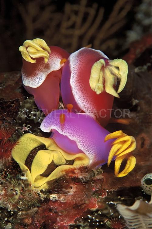 DIVING;UNDERWATER;Seaduction;ocean;sea;Abstract;Pink;Yellow;Purple;White;A3-Ménage En Tois - Indonesia