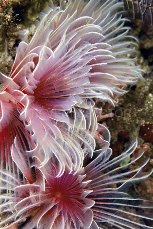 Abstract;Seaduction;Underwater;ocean;sea;Pink;White;Beige;A30.;Flirtatious Too – Batangos;Philippines