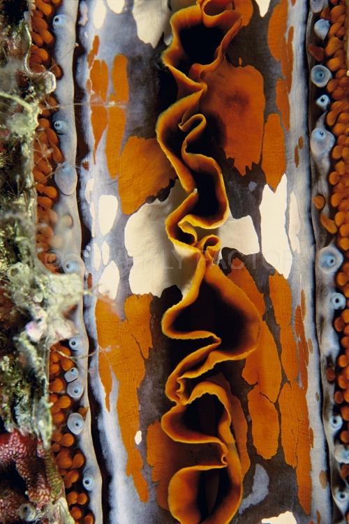 Abstract;Seaduction;Underwater;ocean;sea;Brown;Beige;A43.;Marvel - Indonesia