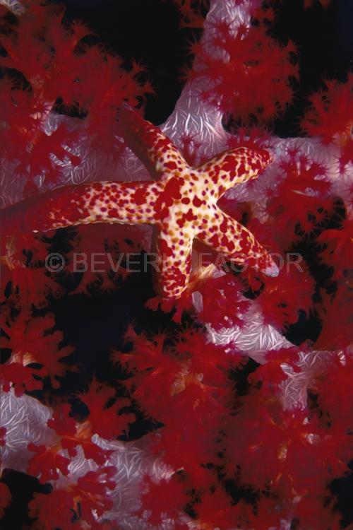 DIVING;UNDERWATER;Seaduction;ocean;sea;Abstract;Red;Beige;A56.;Red Star – Nusa Kode;Indonesia