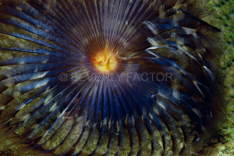 Abstract;Seaduction;Underwater;ocean;sea;Blue;Black;Green;Yellow;A71.;Ardent - PNG