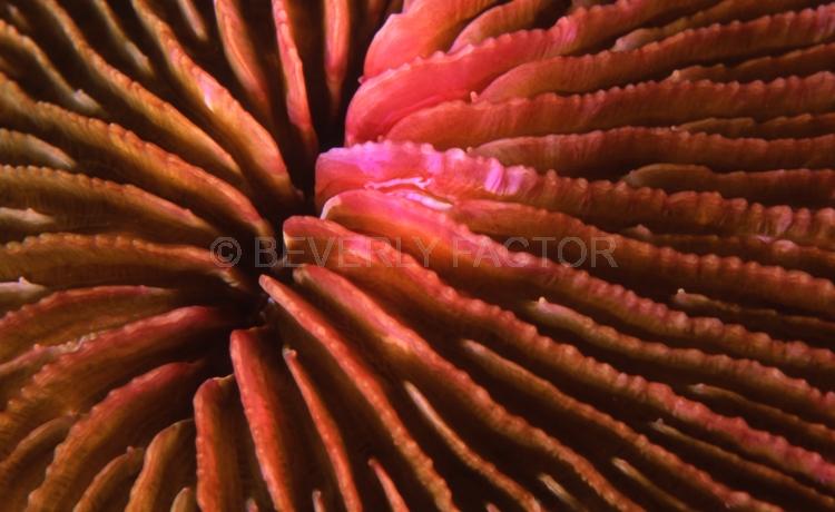 Underwater;Abstract;Seaduction;Diving;sea;ocean;Pink;Black;Beige;White;163. Pinkature – Fiji