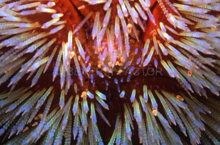 Underwater;Abstract;Seaduction;Diving;sea;ocean;Red;Blue;Beige;171. Fire Pin – Indonesia
