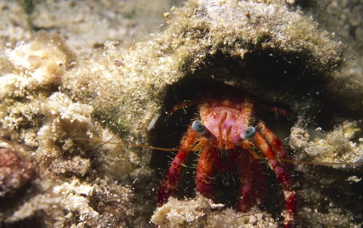 DIVING;Underwater;Angelee Images;crab;close-up;F203 4 3