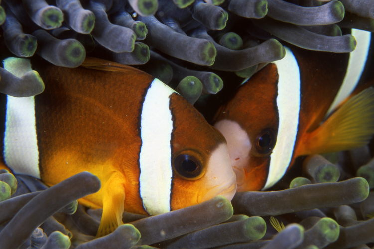 Diving;UNDERWATER;clown fish;reefs;colorful;two fish;macro;indonesia;F1020_FACTOR 53D6