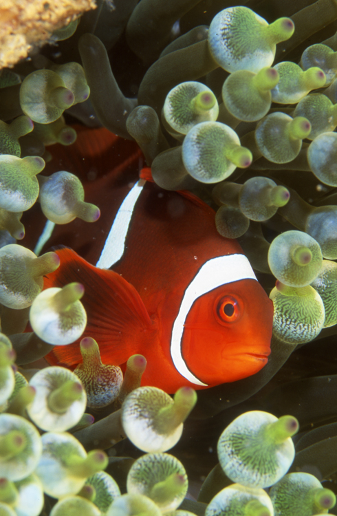 Diving;UNDERWATER;clown fish;reefs;colorful;macro;papua new guinea;F1023_FACTOR_50B 9
