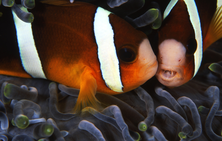 underwater;clown fish;two;macro;F107 53D 6 CLOWNFISH