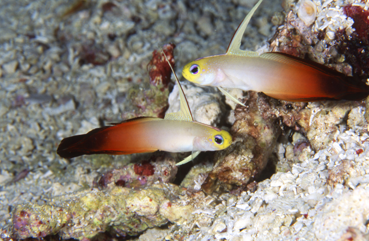 DIVING;UNDERWATER;indonesia;colorful;macro;two fish;F1209_FACTOR_53W39 SK362