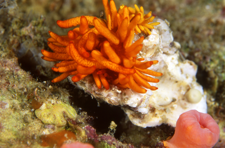 DIVING;UNDERWATER;thailand;colorful;reefs;F1241_FACTOR_61B 12 SK267