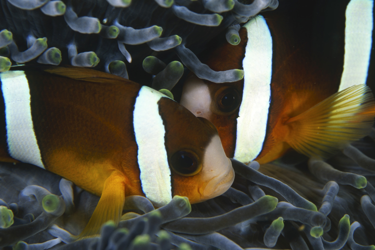 DIVING;Underwater;Clown Fish;two;hero;close-up;Indonesia;F169 53D 6