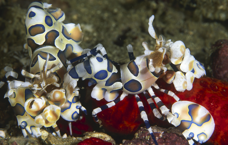 DIVING;Underwater;Harlequin shrimp;Coral reef;Red sea whips;two;hero;Thailand;F171 61C 8