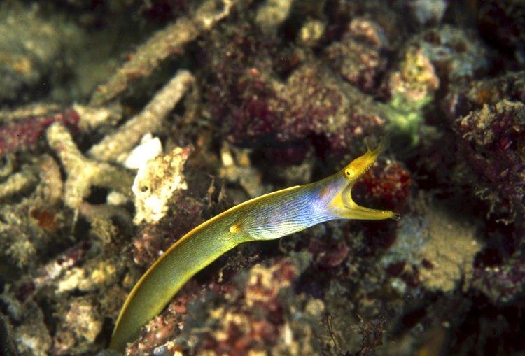 DIVING;Underwater;blue ribbon eel;close-up;hero;F174 53F 10