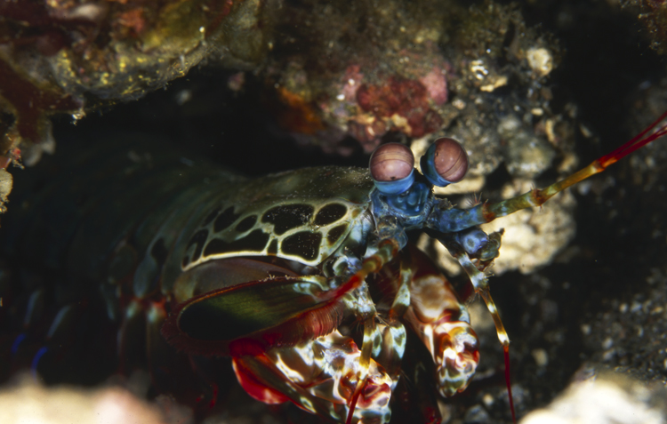 DIVING;Underwater;Indonesia;hero;mantis shrimp;F176 53D 26