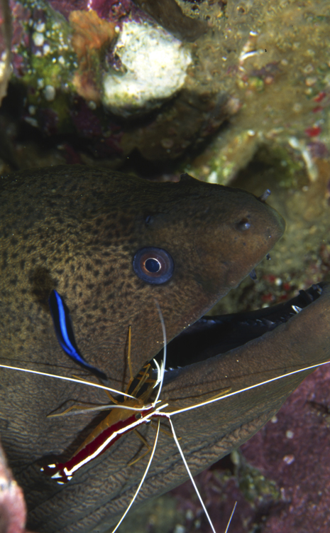 DIVING;underwater;Angelee image;eel;cleaner shrimp;THAILAND;F222 61C 10