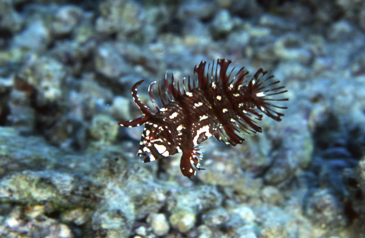Underwater;reefs;colorful;Fiji;single fish;close up;F490 7F1