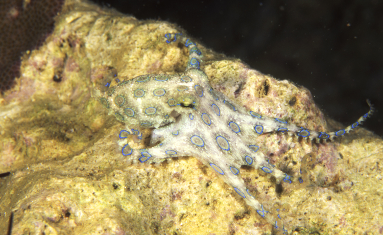 Underwater;Indonesia;F498 53F14;blue ringed octopus