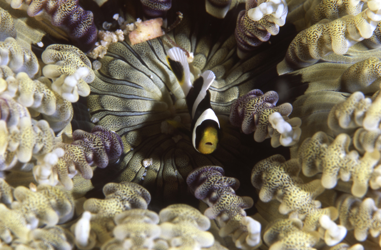 Underwater;sipadan island;malaysia;F503 17A9;clown fish;anemone