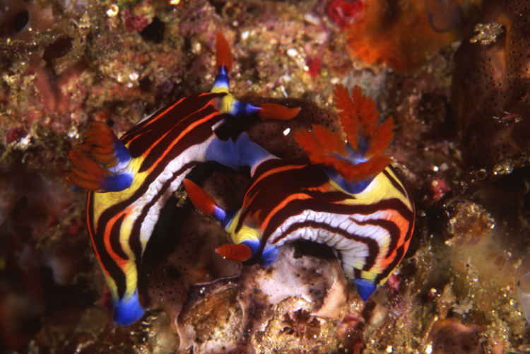 Underwater;galapagos;F513 53H12;nudibrnchs;two