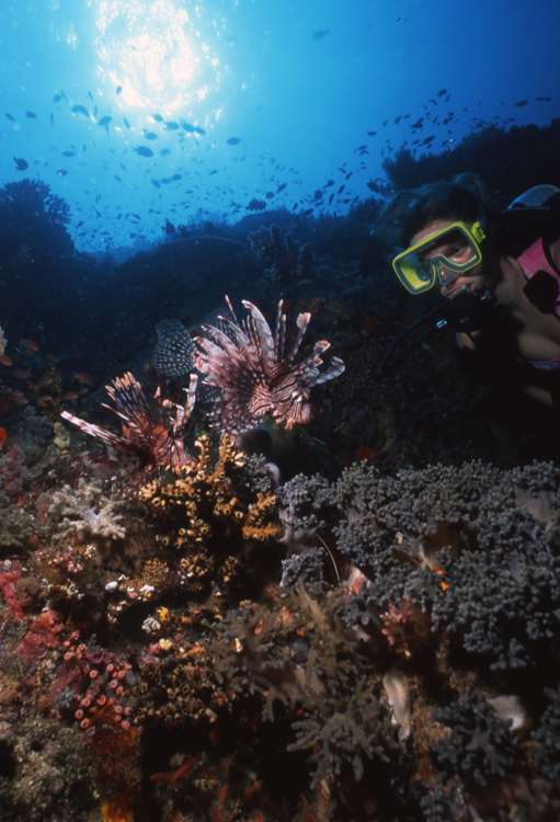 DIVING;underwater;indonesia;diver;F394 53B 29