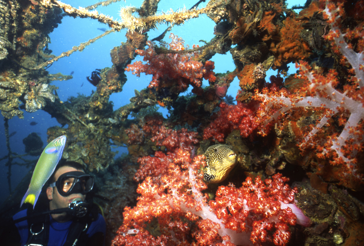 DIVING;divers;reefs;colorful;sipadan island;malaysia;F665 017A 5