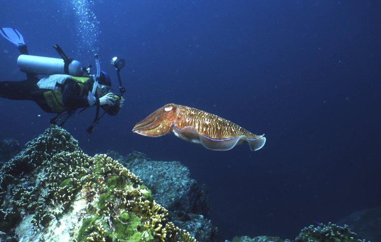DIVING;divers;reefs;colorful;thailand;F668_Factor_O61B 10;cuttle fish