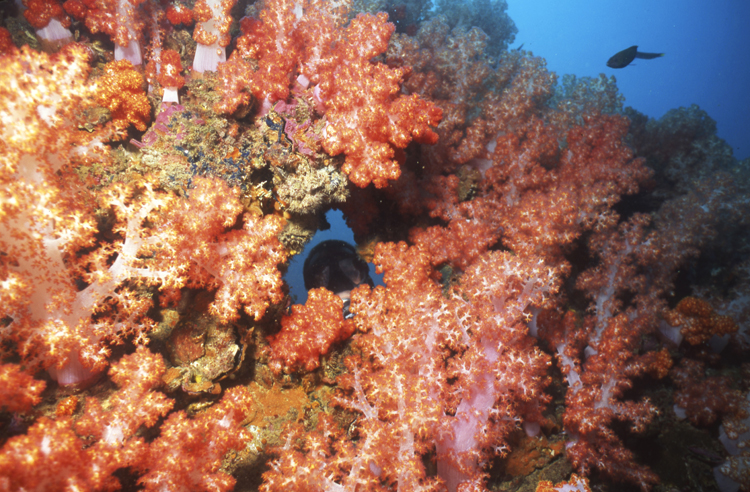 DIVING;divers;reefs;colorful;malaysia;F669 017A 5