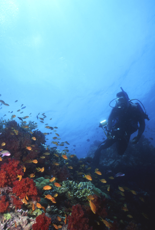 DIVING;divers;reefs;colorful;fiji;F672 07B63