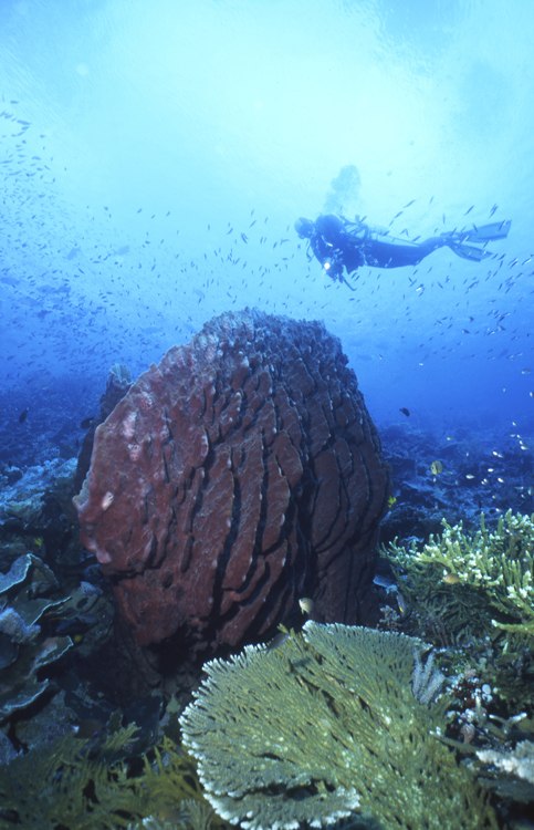 DIVING;divers;reefs;colorful;indonesia;F675 053W 33