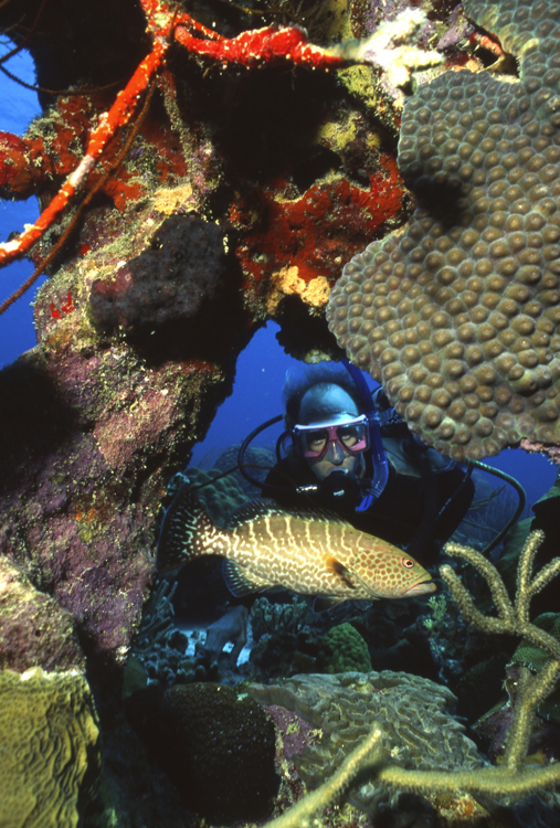 DIVING;divers;reefs;colorful;bonaire;netherland Antilles;F679 010C