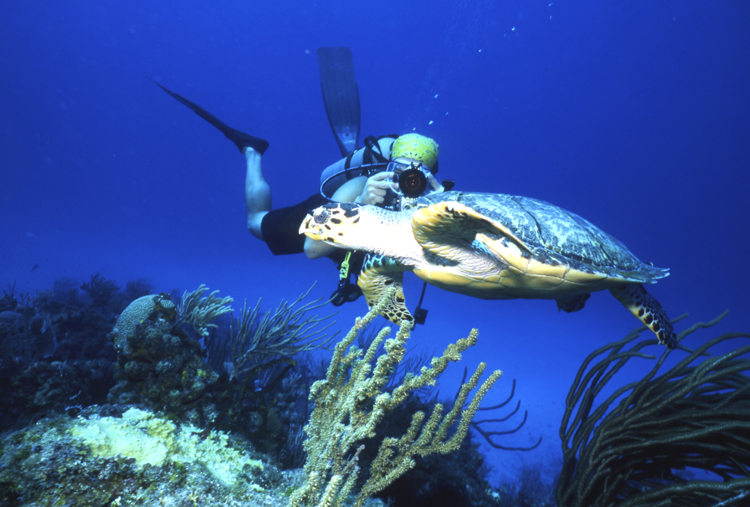 DIVING;UNDERWATER;BAHAMAS;F695 09A;turtle;diver