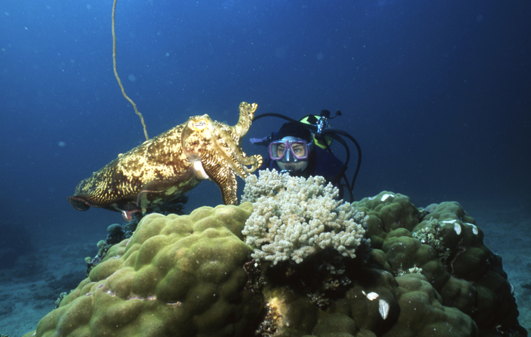 UNDERWATER;DIVING;INDONESIA;F732_FACTOR_0R53A 31_SK273