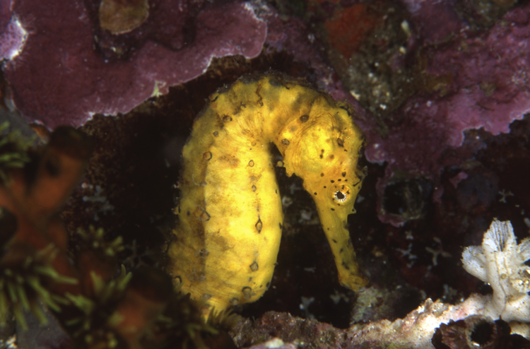 DIVING;seahorse;yellow tigertail seahorse;F275 61B 22