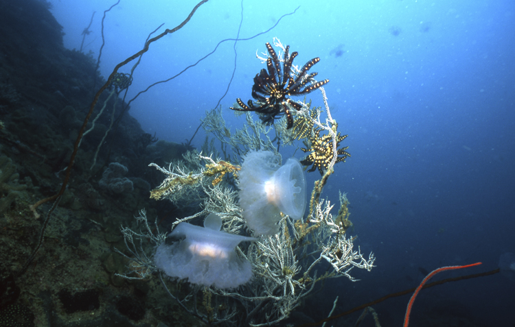 DIVING;underwater;Jelly Fish;two;F357 J1 017A 15