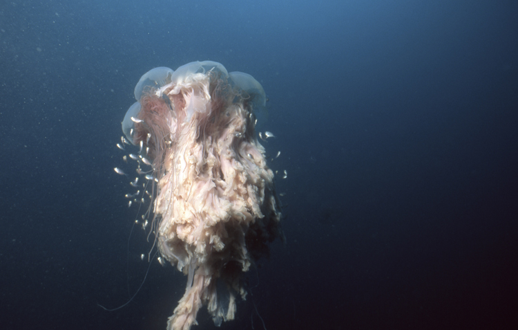 DIVING;underwater;Jelly Fish;single;F359 J3 017A 14