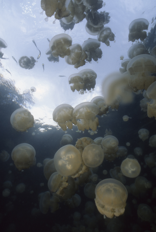 DIVING;underwater;Jelly Fish;groups;F363 J7 019A