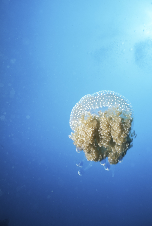 DIVING;underwater;Jelly Fish;single;F368 J12 061 59