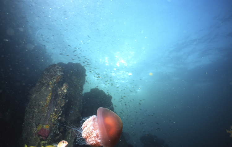 DIVING;underwater;Jelly Fish;single;F370 J14 061A 19
