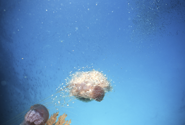 DIVING;underwater;Jelly Fish;single;F371 J15 061A 19