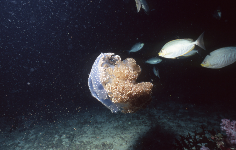 DIVING;underwater;Jelly Fish;single;F372 716 061C 32